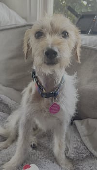 Poppy - Photo 4