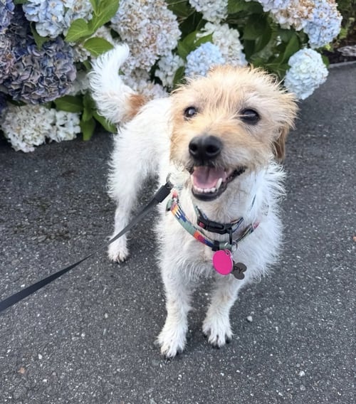 POPPY - Jack Russell Terrier for adoption in Bellevue