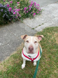 Gracie - Photo 8