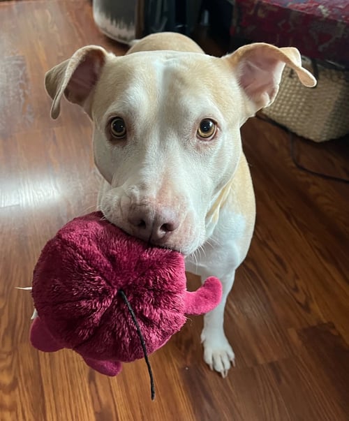 GRACIE - Labrador Retriever / Staffordshire Bull Terrier available for adoption