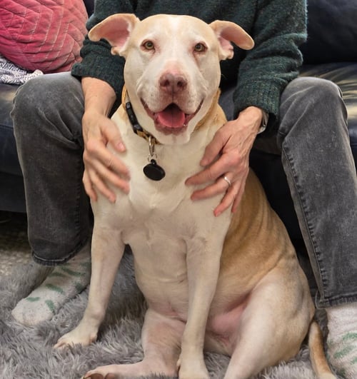 GRACIE - Labrador Retriever / Staffordshire Bull Terrier available for adoption