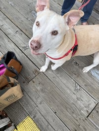 Gracie - Photo 3