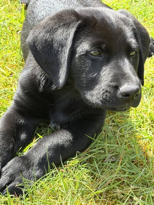 BODIE