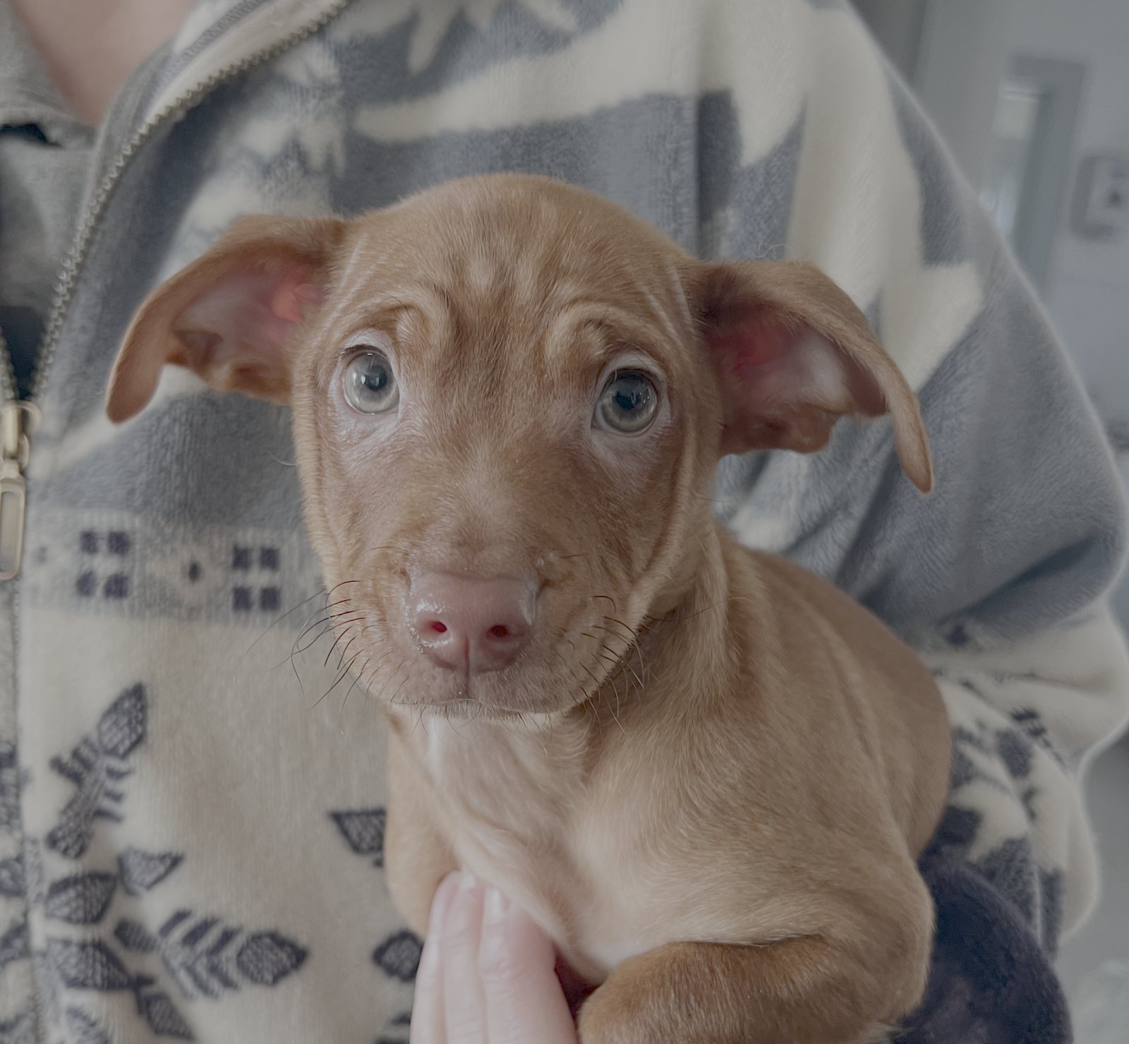 CHEER - Chihuahua / Dachshund available for adoption