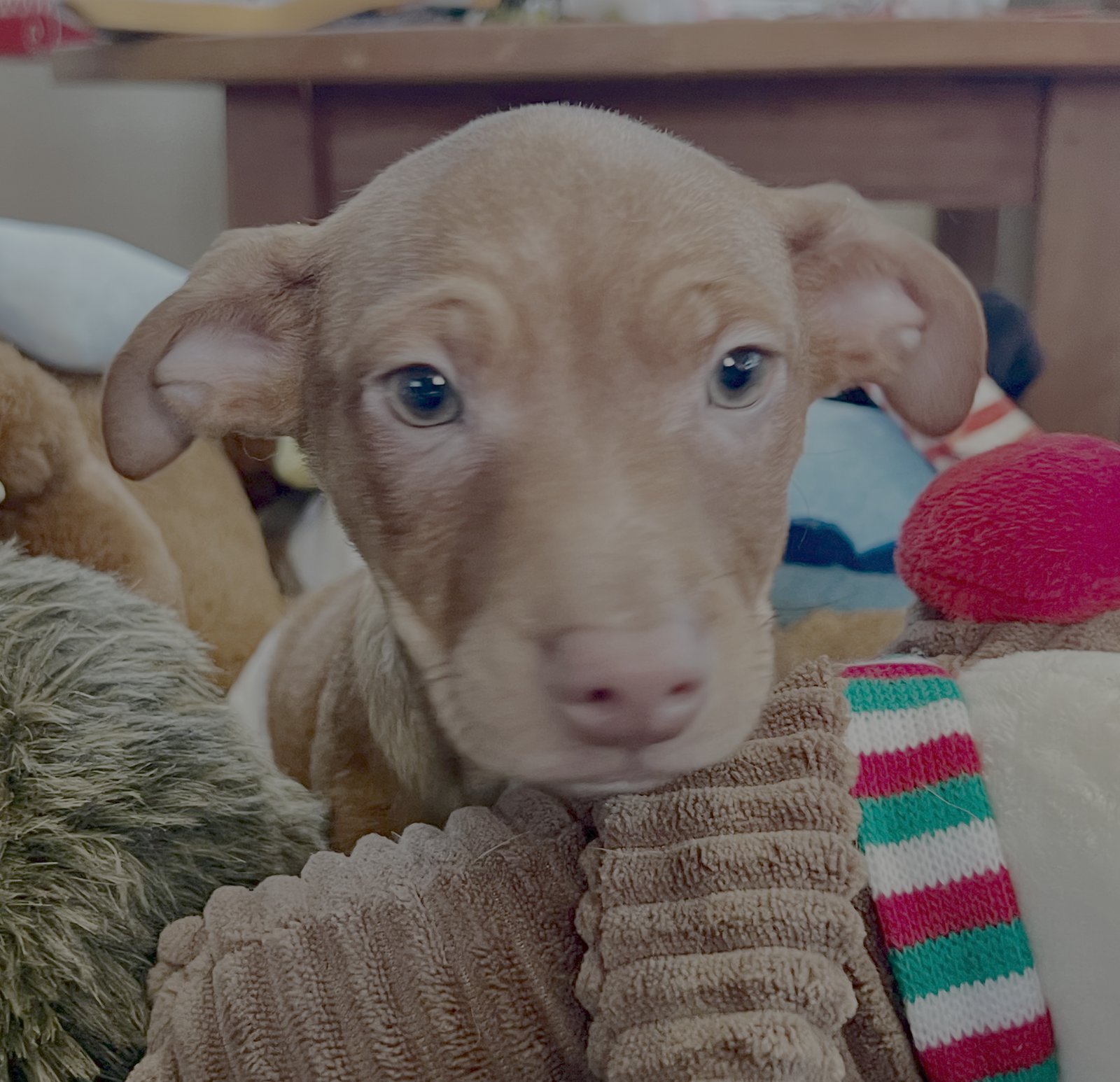 CHEER - Chihuahua / Dachshund available for adoption