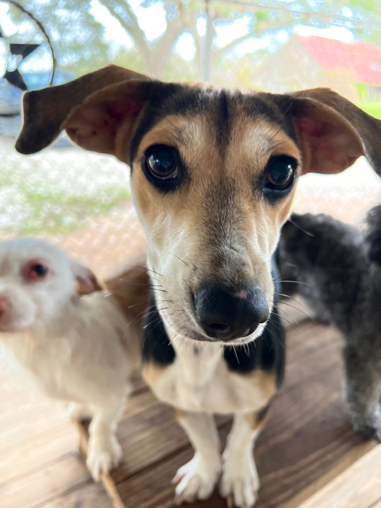 JENNY - Beagle / Chihuahua available for adoption