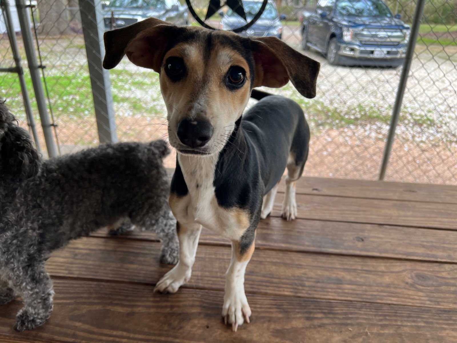 JENNY - Beagle / Chihuahua available for adoption