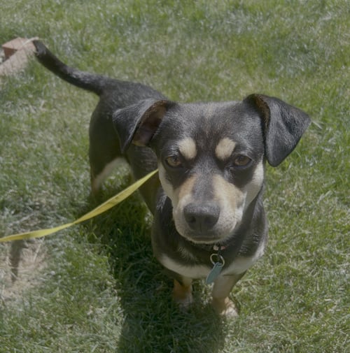 BUSTER - Chihuahua / Dachshund available for adoption