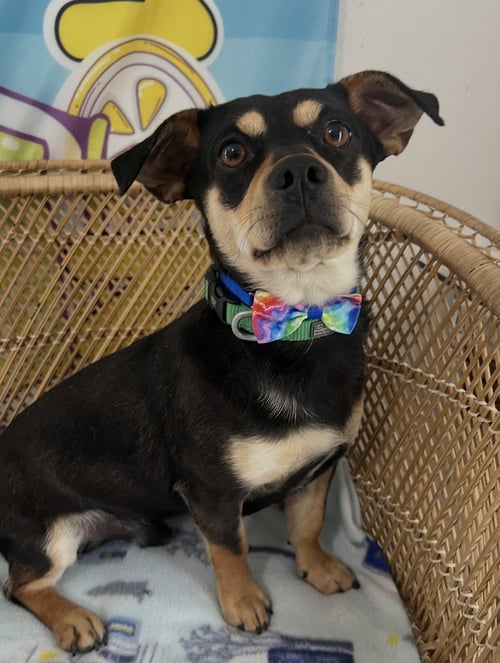 BUSTER - Chihuahua / Dachshund available for adoption