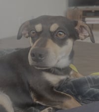 Buster - Photo 3