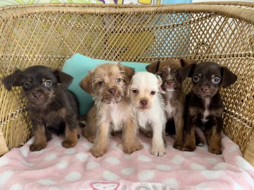 MOCHI - Yorkshire Terrier Yorkie / Chihuahua available for adoption