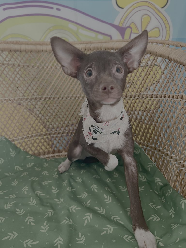 WHIMSY - Chihuahua available for adoption