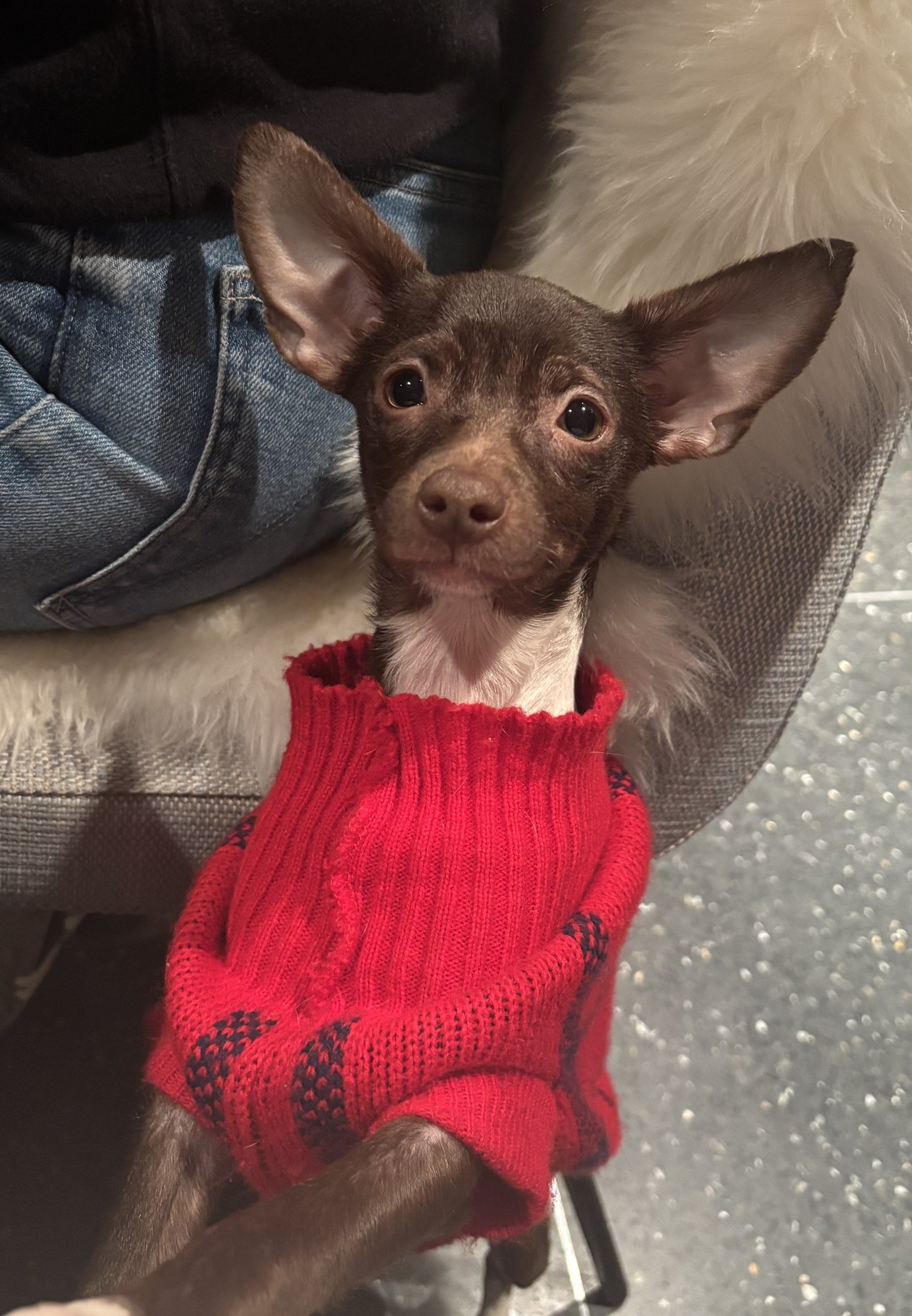 WHIMSY - Chihuahua available for adoption