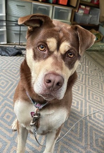MAYBEE - Staffordshire Bull Terrier / Husky available for adoption