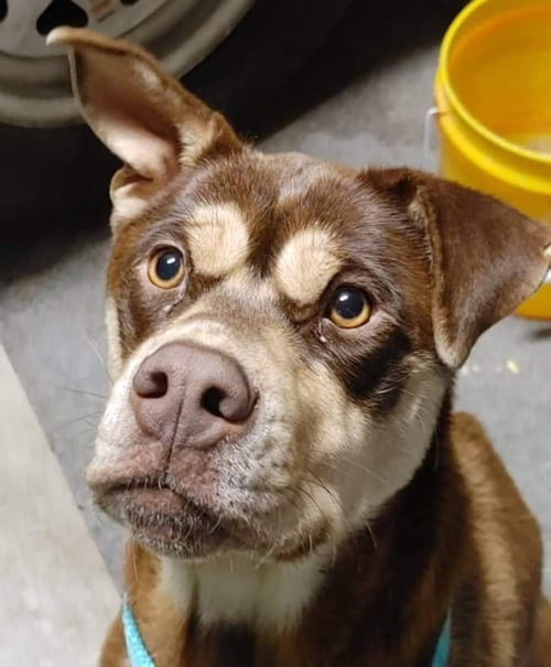 MAYBEE - Staffordshire Bull Terrier / Husky available for adoption