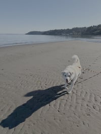 Howie - Photo 3