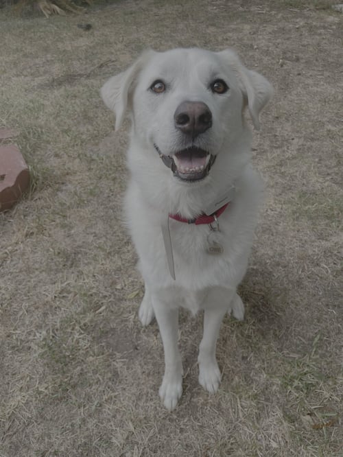 HOWIE - Great Pyrenees available for adoption
