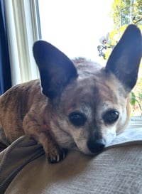 Cici - Photo 2
