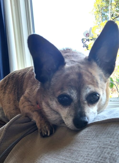 CICI - Chihuahua available for adoption