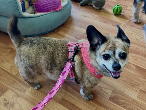 CICI - Chihuahua available for adoption