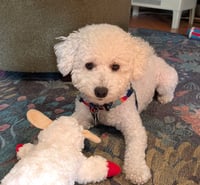 Bentley - Photo 2