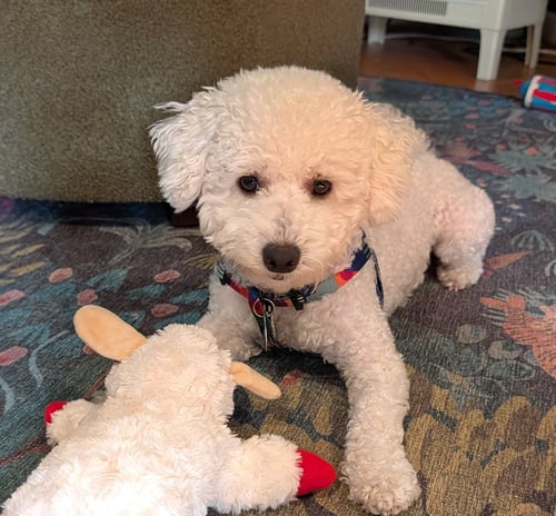 BENTLEY - Poodle (Miniature) available for adoption