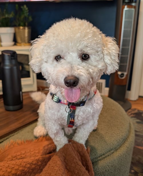 BENTLEY - Poodle (Miniature) available for adoption