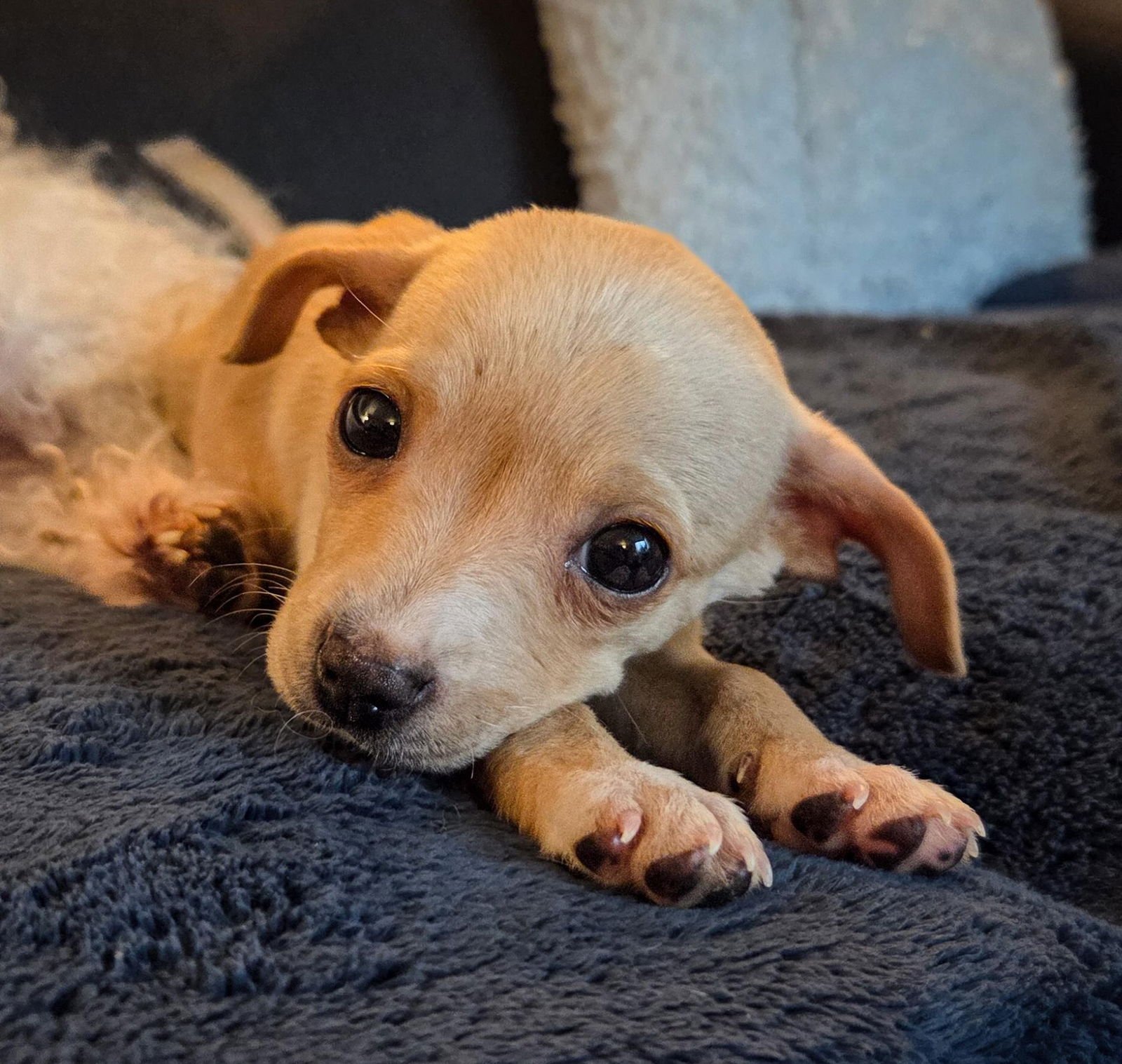 BUNNY - Chihuahua available for adoption