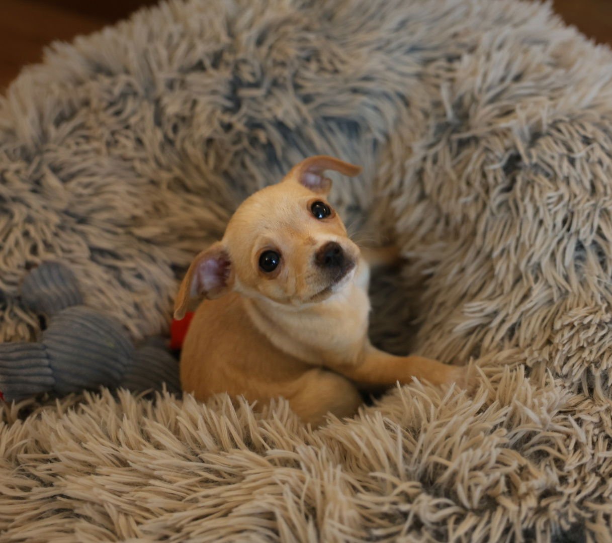 BUNNY - Chihuahua available for adoption