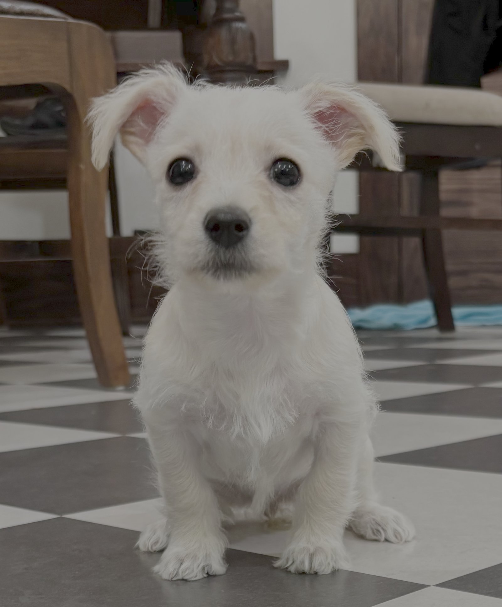 CINDY - Chihuahua / Terrier available for adoption