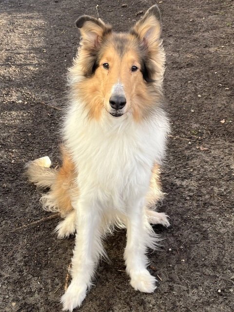 SCOUT - Collie available for adoption