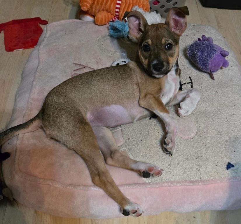 DORY - Chihuahua available for adoption