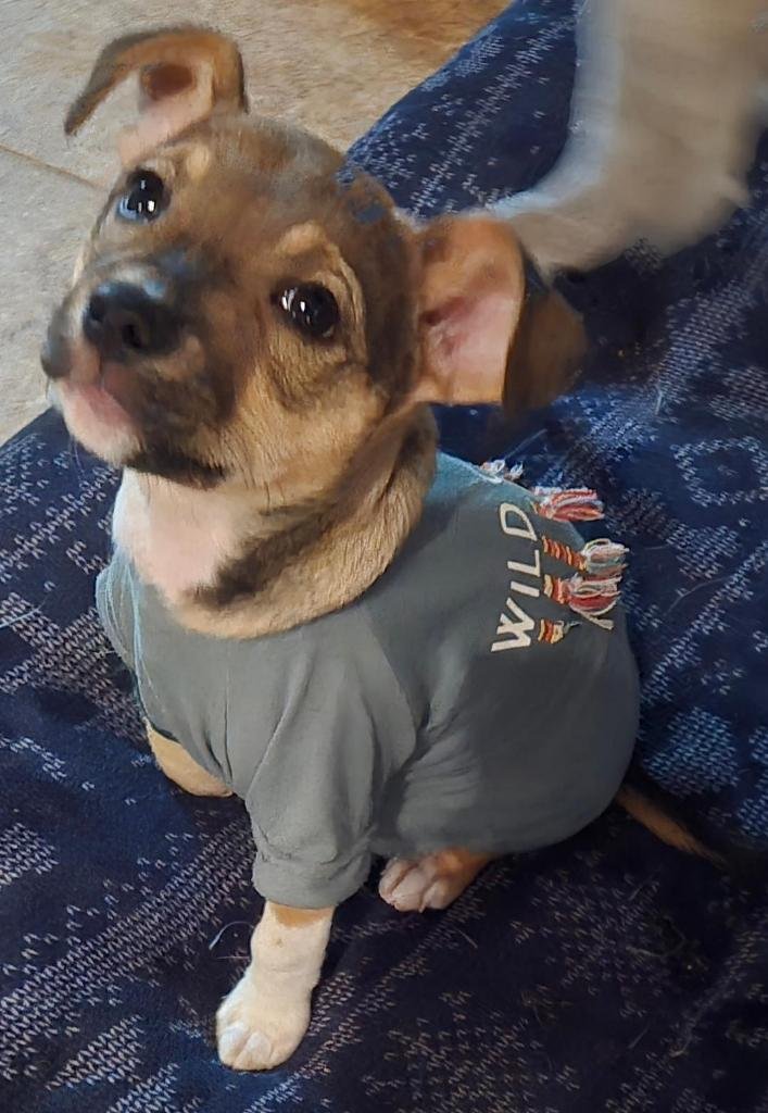 DORY - Chihuahua available for adoption