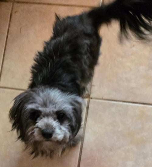 DARCY - Maltese / Terrier available for adoption