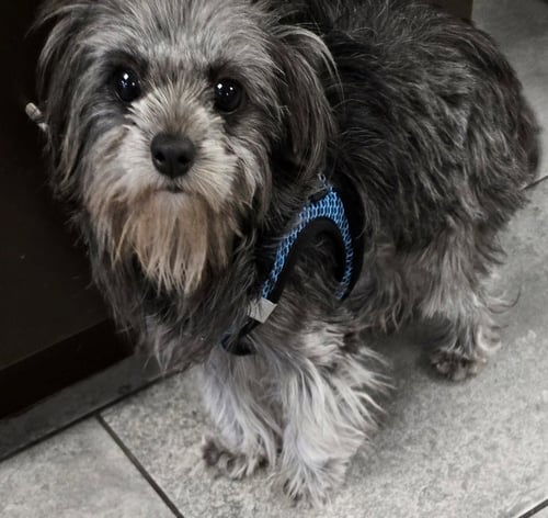 DARCY - Maltese / Terrier available for adoption