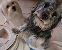 Darcy - Photo 3