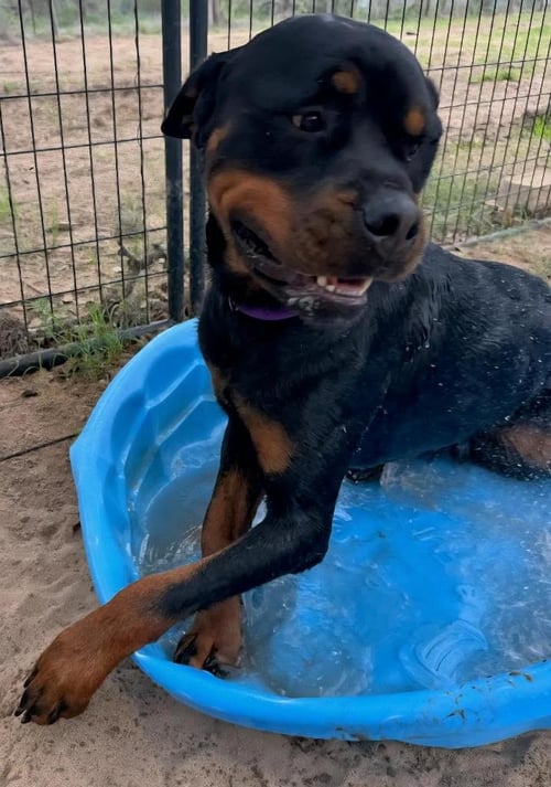 MAXIMUS - Rottweiler available for adoption