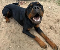 Maximus - Photo 3