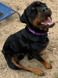 Maximus - Photo 4