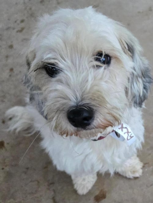 POLLY - Lhasa Apso / Maltese available for adoption