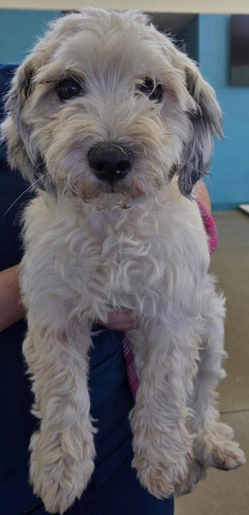 POLLY - Lhasa Apso / Maltese available for adoption