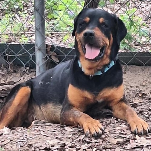 HUNTER - Rottweiler available for adoption