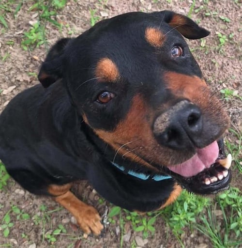 HUNTER - Rottweiler available for adoption
