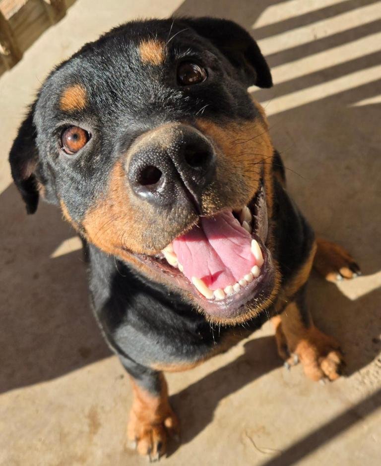 MEADOW - Rottweiler available for adoption