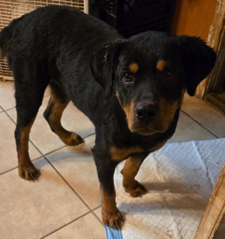 MEADOW - Rottweiler available for adoption