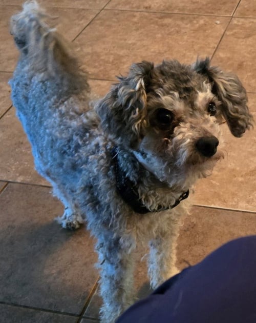TITO - Poodle (Miniature) available for adoption
