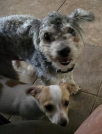 Tito - Photo 4