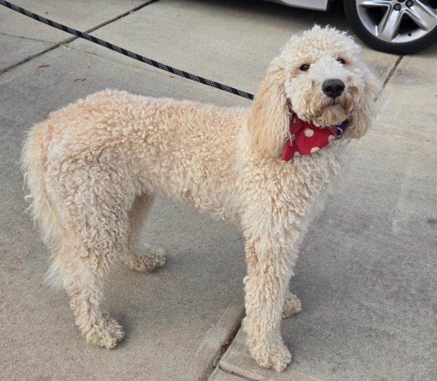 BIRDIE - Poodle (Standard) available for adoption