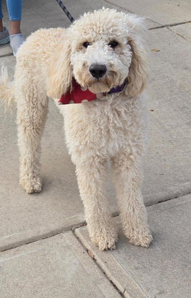 BIRDIE - Poodle (Standard) available for adoption