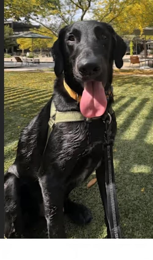 LEFTY - Labrador Retriever available for adoption
